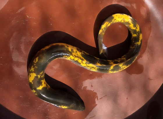 소양호에서 발견된 희귀한 황금장어. 사진 강원도