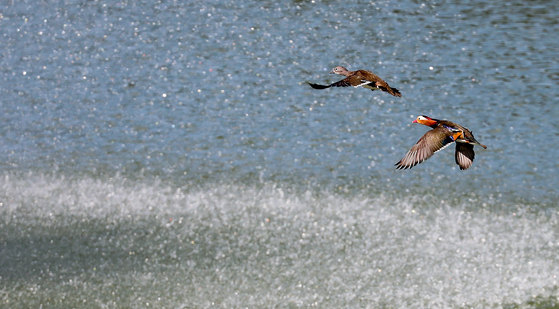완연한 가을 날씨가 이어진 2일 오전 제주시 한 저류지에 겨울 철새인 천연기념물 제327호 원앙이 찾아와 휴식을 취하고 있다. 뉴시스