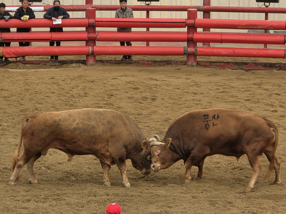 6일 오전 경북 청도군 청도소싸움경기장에서 2025 청도군 소싸움 대회가 열렸다. 751㎏~800㎏ ‘대한강’급 중에서도 유력한 우승 후보인 풍산(의령)과 챔투(창원)가 맞붙고 있다. 청도=백경서 기자 