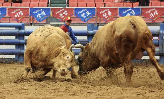 2023 4월에 열린 청도 소싸움 축제에서 소들이 뿔을 맞대고 힘겨루기를 하고 있다. [사진 청도군]
