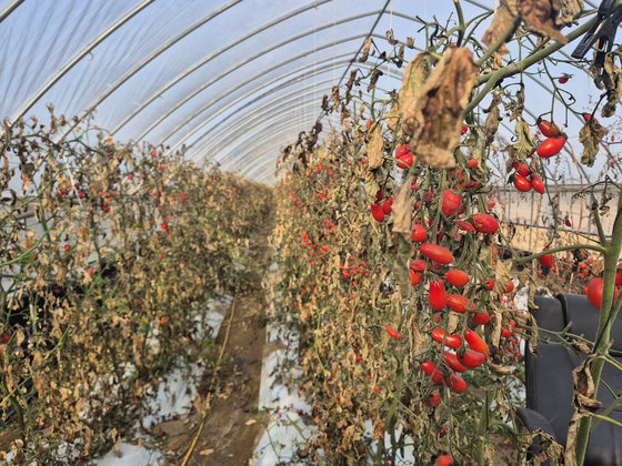 충북 음성군 대소면의 한 방울토마토 농장이 지난달 발생한 화학물질 누출 사고로인해 잎이 황갈색으로 변해있다. 최종권 기자
