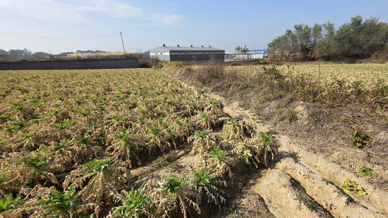 7일 오후 충북 음성군 대소면 미곡리의 한 무밭이 화학물질 유출 피해로 황색 빛깔로 변해있다. 김성태 객원기자