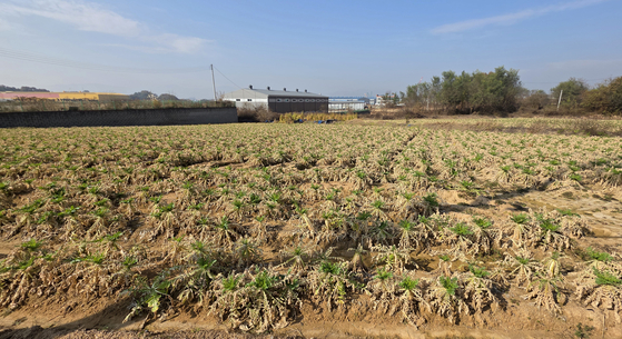 7일 오후 충북 음성군 대소면 미곡리의 한 무밭이 화학물질 유출 피해로 황색 빛깔로 변해있다. 김성태 객원기자