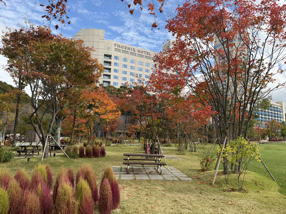 휘닉스 파크 내 새롭게 조성한 단풍숲길. 지난 4월부터 4개월에 걸쳐 교목·관목·초화류 등 1500여 주의 수목을 심어 단풍숲길을 완성했다. 사진 휘닉스 호텔앤드리조트