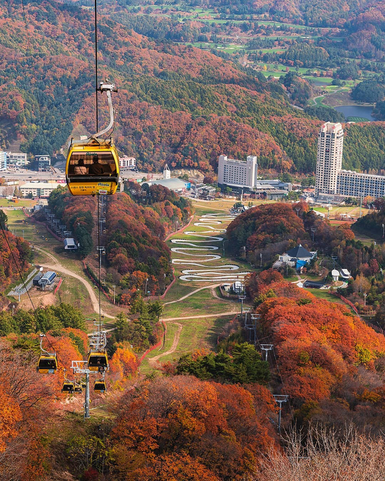 올가을 휘닉스 파크 단풍은 11월 중순 절정에 이를 것으로 예상된다. 사진 휘닉스 호텔앤드리조트