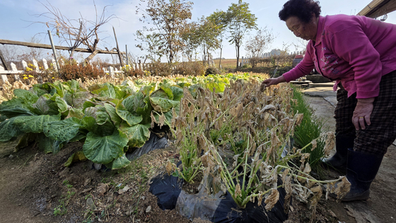 7일 충북 음성군 대소면에서 한 주민이 잎 시듦 증상을 보이는 배추를 가르키고 있다. 김성태 객원기자
