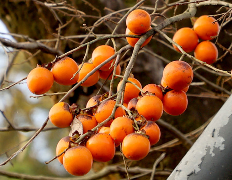 감나무 참고 사진. 연합뉴스
