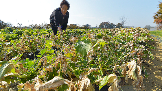  7일 오후 충북 음성군 대소면 미곡리에서 만난 한 주민이 화학물질 피해로 잎 시듦 증상을 보이는 무를 살펴보고 있다. 김성태 객원기자