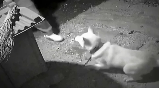 CCTV에 담긴 묶인 개를 공격하는 남성의 모습. 사건반장 캡처. 
