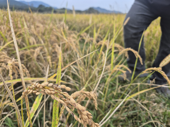 지난 21일 오후 전남 고흥군 과역면 한 벼 재배지. 황희규 기자