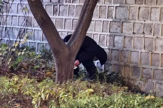 지난 10일 오후 3시30분쯤 경복궁 돌담 밑에서 한 남성이 용변을 보고 있다. 사진 SNS 캡처