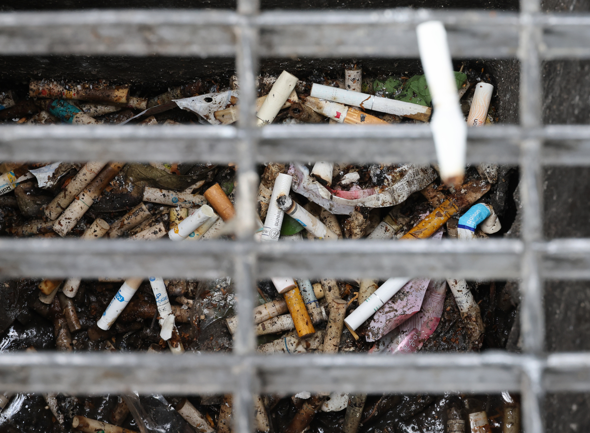 서울 시내 하수구에 담배꽁초가 무더기로 버려져 있다. 연합뉴스