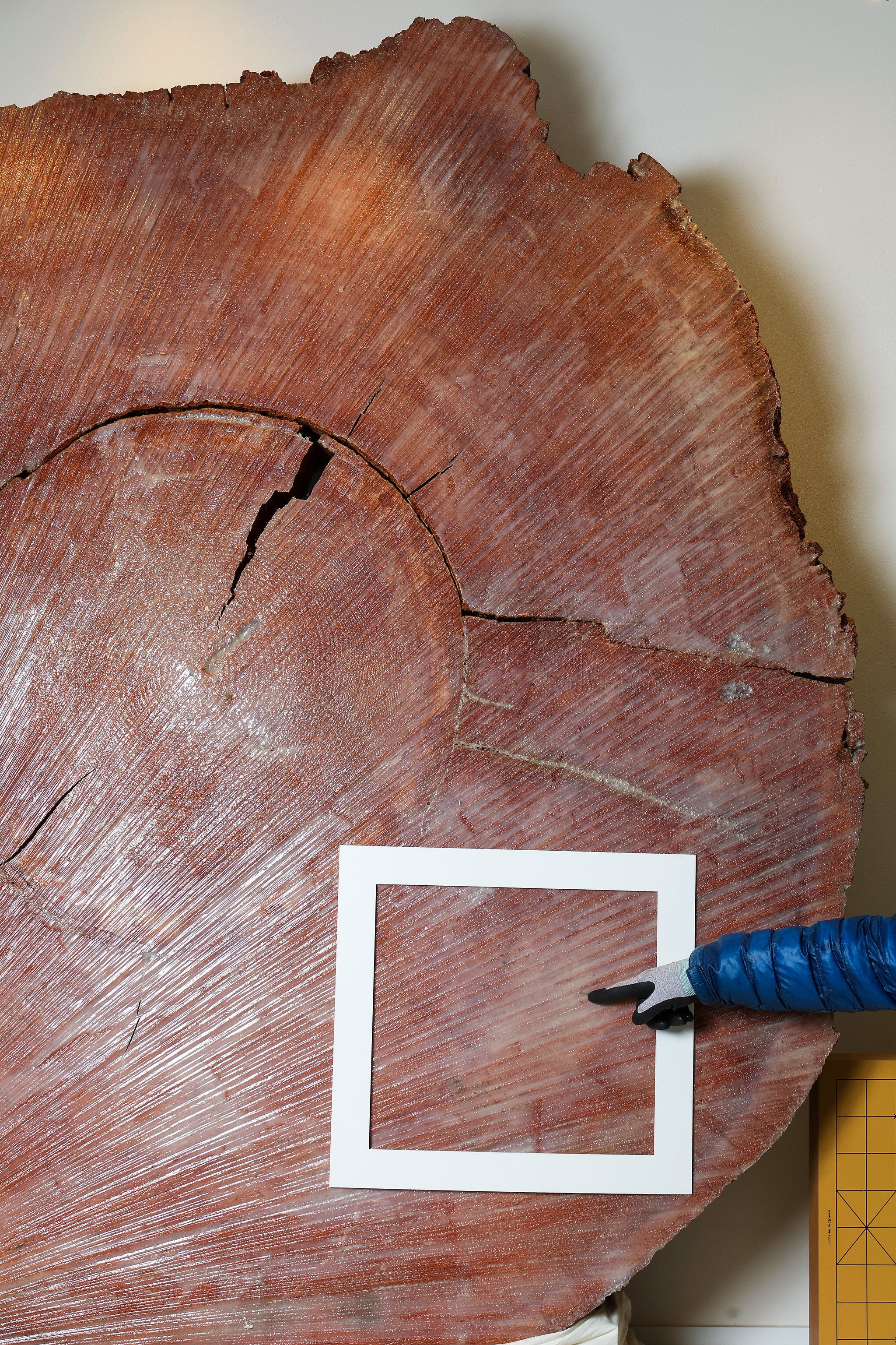 원목 중 바둑판으로 제작하기 최적인 부분(흰 사각형). 갈라짐이 없고, 나이테에서 멀리 떨어져 결이 고른 부분이다. 