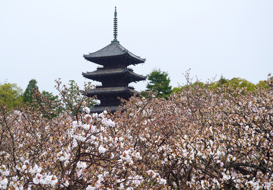 세계유산인 일본 교토 닌나지. 닌나지를 대표하는 약 300그루의 오무로자쿠라(오무로 벚꽃)은 1924년 국가지정 명승으로 지정됐을 정도로 유명하다. 지난해 5월 닌나지의 모습. 지지통신