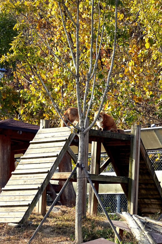 장애가 있거나 노화 및 야생 부적응을 겪는 여우들은 생태학습장에 돌아와 사람들에게 공존의 의미를 알려주는 역할을 한다. 