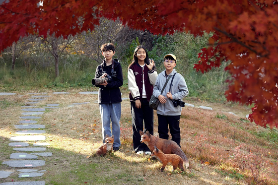 소중 학생기자단은 여우 복원사업의 필요성에 대해서도 알아봤다. 다양한 먹이를 먹는 잡식성인 여우는 생태계에서 소형 동물의 개체 수를 조절하는 역할을 한다.