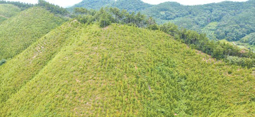 경북의 안동 산불에 대한 대처는 지역 경제와 기후변화 대응을 아우른 모범사례로 꼽힌다. 사진은 산불피해지 복구 조림 대상지. [사진 경북도청]