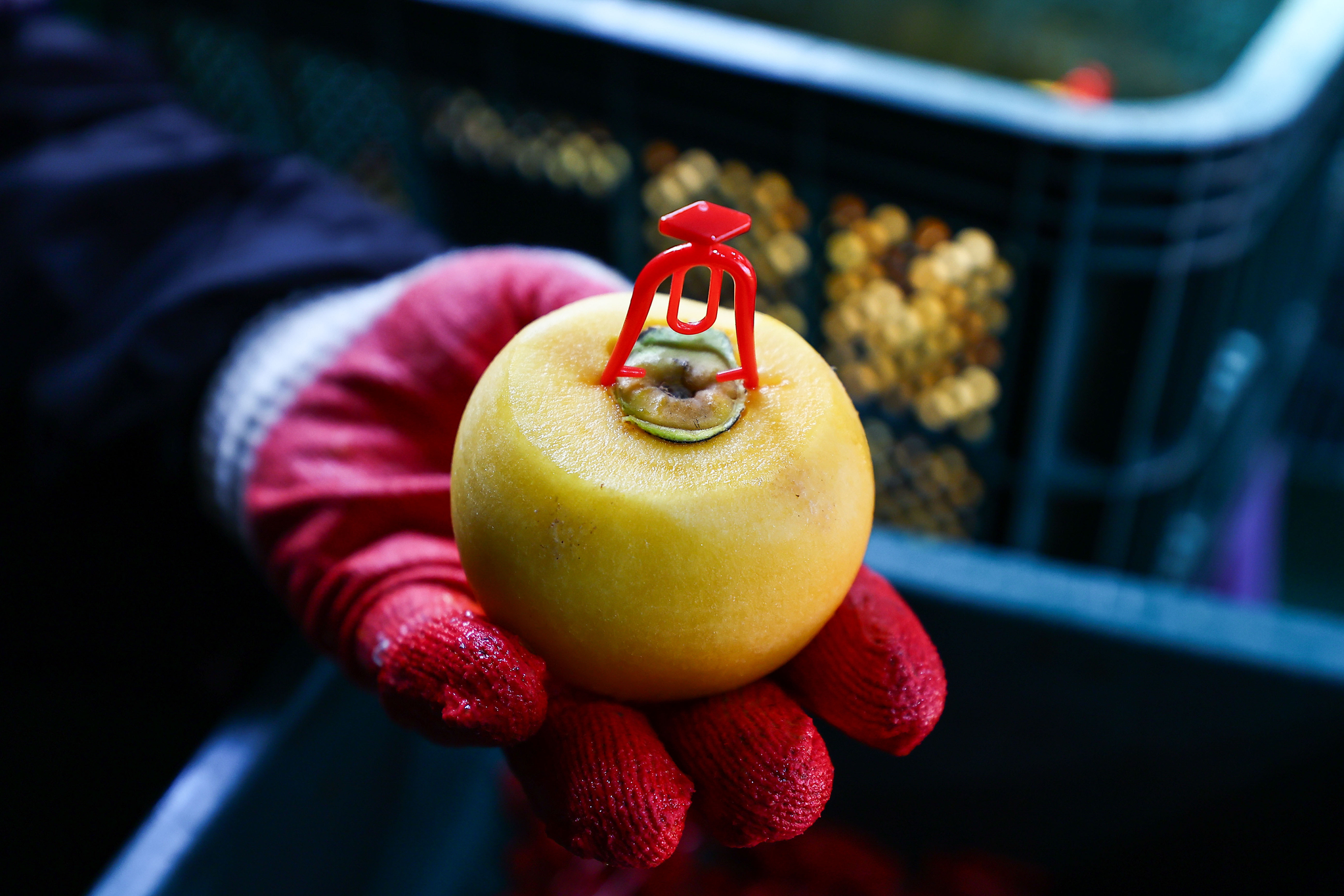 깎은 감을 건조장에 말리기 위해 집게를 꽂은 모습.