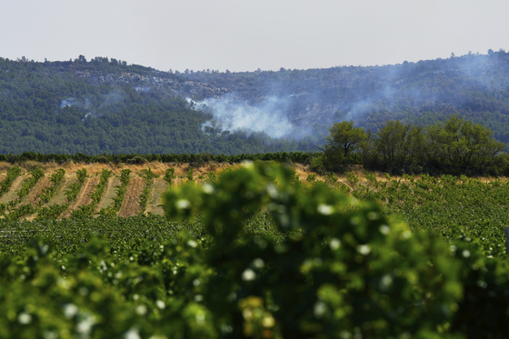 지난 8월 7일(현지시간) 프랑스 남부 캄플롱도드의 포도원에서 산불로 연기가 피어오르고 있다. AP=연합뉴스