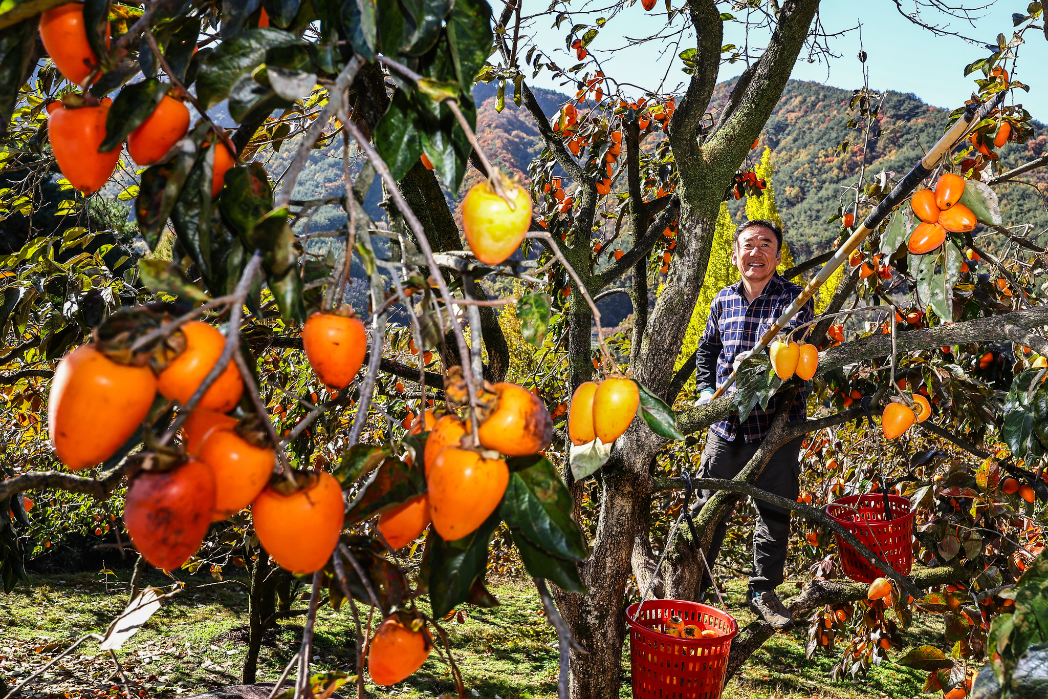 신서성씨가 감밭에서 감을 따고 있다.