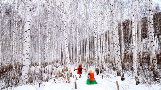강원도 인제 원대리 자작나무 숲은 겨울이 가기 전에 꼭 가봐야 할 곳이다. 눈 덮인 하얀 산에 잎이 모두 져 하얀 수피를 드러낸 나무가 어우러져 순백의 동화 같은 분위기를 연출한다. [중앙포토]