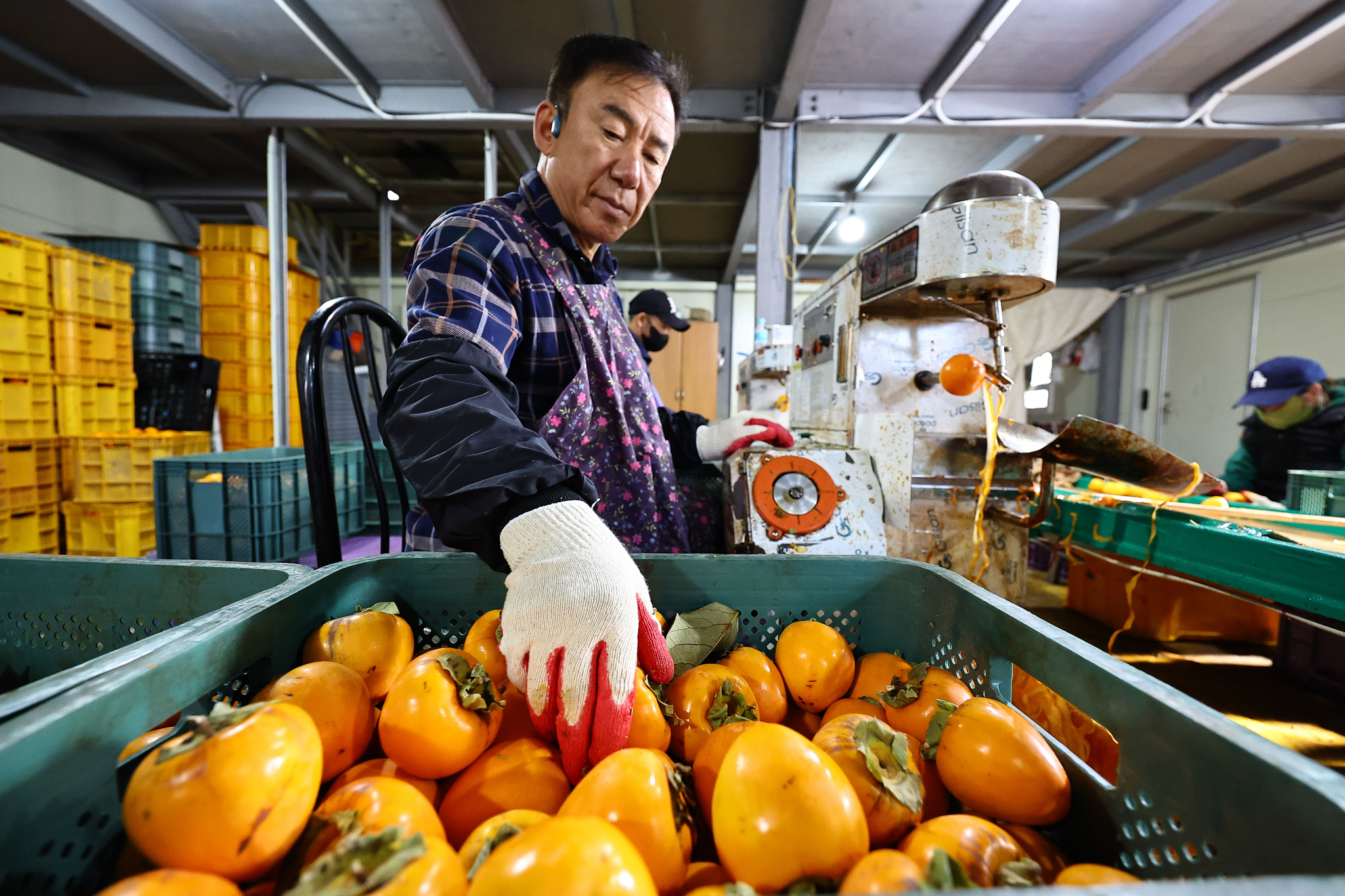 수확한 감은 1주~10일 동안 저온 숙성을 시킨 뒤 깎는 작업에 돌입한다.