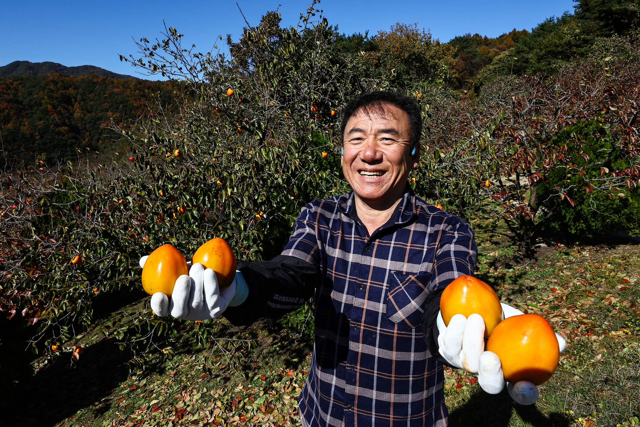 20년째 곶감을 만든 신서성씨는 3000평의 감밭에서 감을 수확한다.