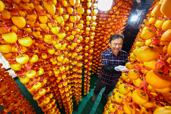 신서성씨가 깎은 감을 매달고 있다.