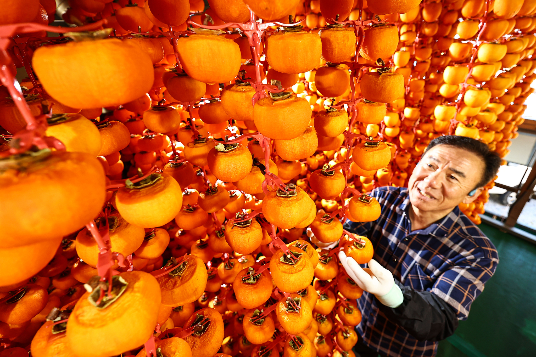 함양 고종시 곶감은 산림청 지리적표시 제39호로 등록되어 법적 보호를 받고 있다.