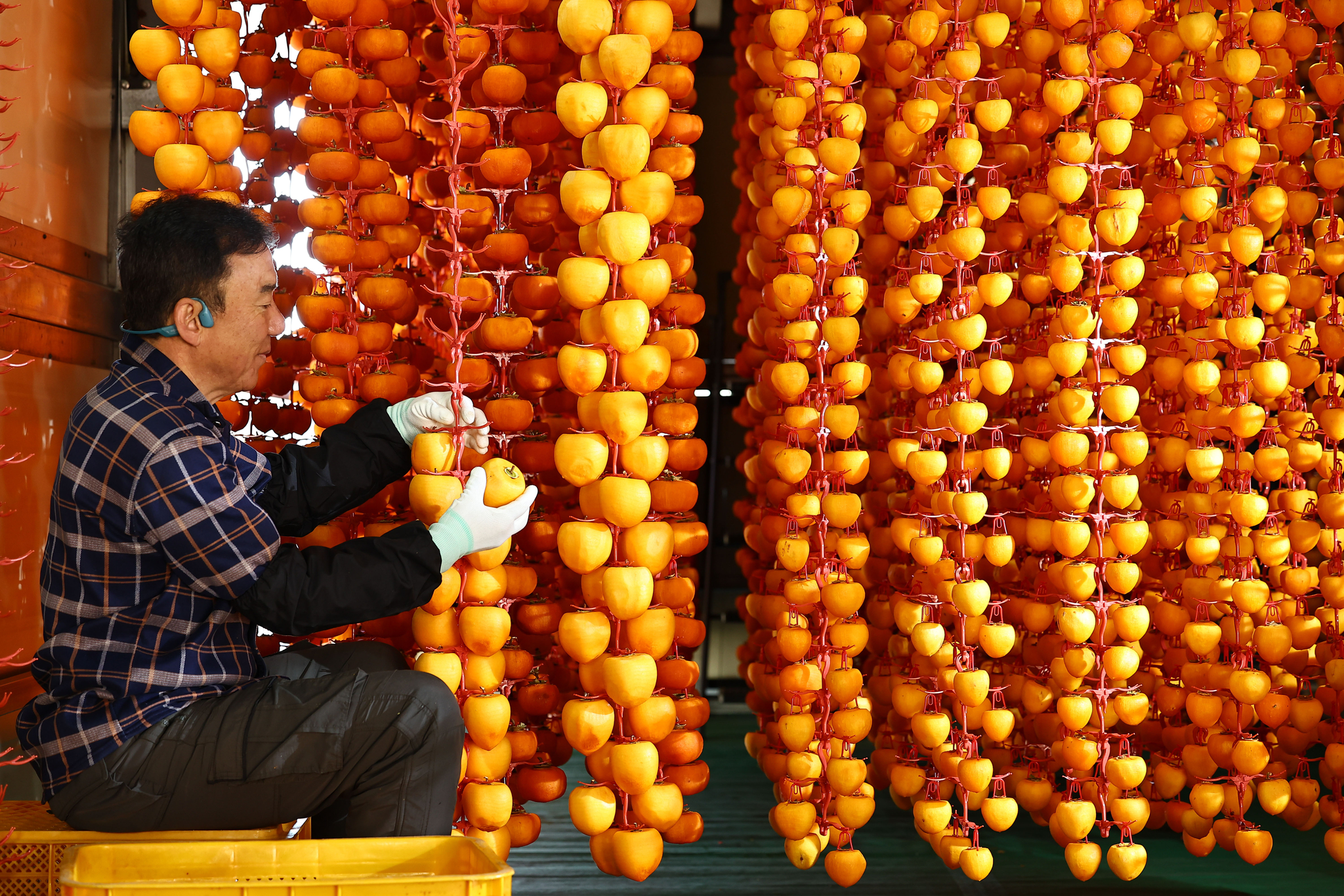 차가운 날씨와 건조한 공기가 곶감의 품질을 좌우 한다.