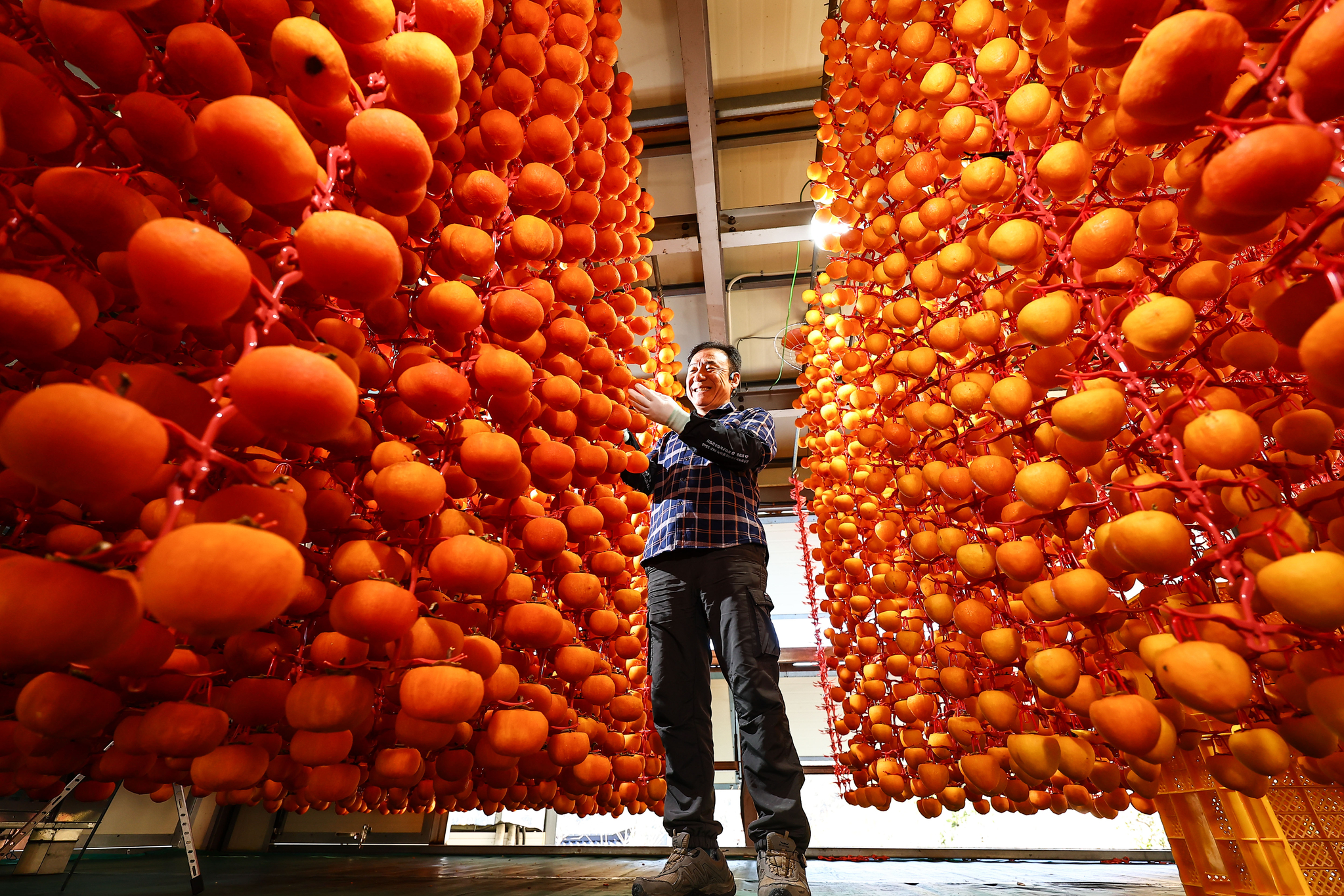 경남 함양군 오현마을 곶감 농주 신서성씨가 건조장에서 감을 매달고 있다. 