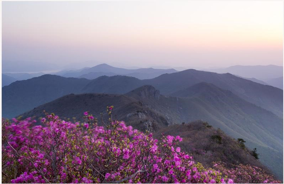 울산의 최고봉인 가지산에 천연기념물 철쭉을 가까이 관찰하며 즐길 수 있는 숲길이 조성됐다. 사진 울산시