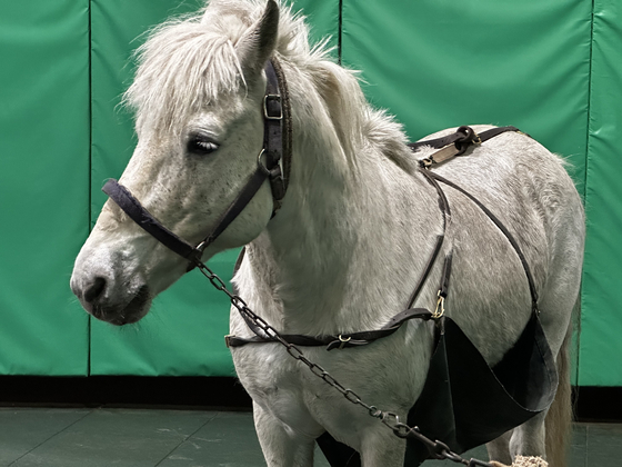 한국마사회 제주목장에서 활동 중인 시정마(교미 때 암말에게 혈통 좋은 수말이 채이지 않도록 암말의 기분만 떠보는 말). 본 기사와 관련 없음. 최충일 기자