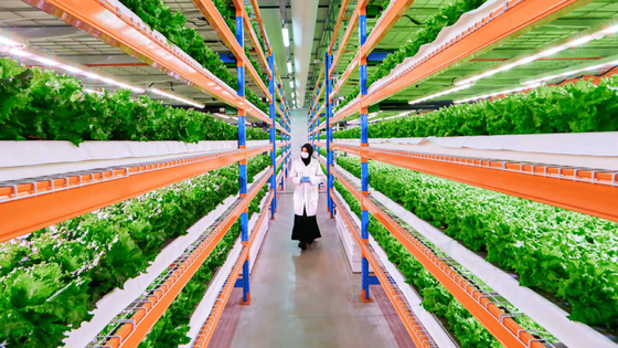 에미레이트 항공이 운영하는 스마트팜 부스타니카. [사진 에미레이트 항공 홈페이지]