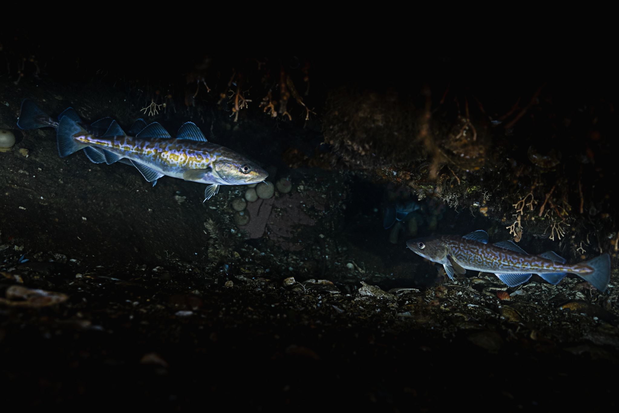 대상 오상현_대구 고요한 교감