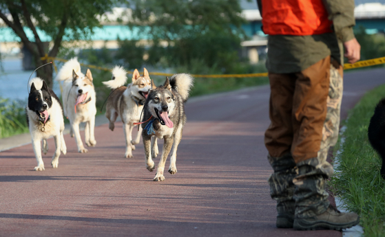 울산 태화강변에서 멧돼지가 출몰했다는 신고가 접수된 가운데 포수와 사냥개들이 멧돼지를 포획하기 위해 수색을 하고 있다. 사진 뉴스1