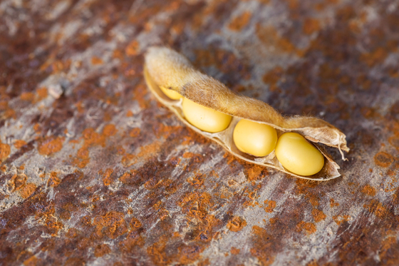 "대두 관련 신산업을 발굴하는 것이 연구자로도 중요한 일"이라고 세스 네이브 교수는 설명했다. 사진 미국대두협회 