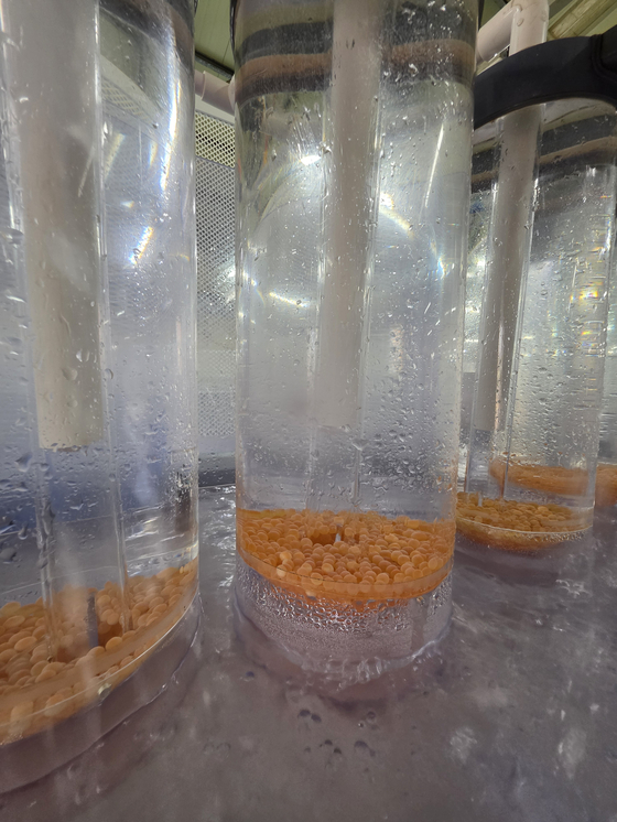 경북 영덕군 병곡면 경상북도 수산자원연구원 관계자가 어류사육동에서 사육 중인 국내 회유 연어 '첨연어'로부터 채란한 뒤 수정을 거쳐 수정란을 만든 모습. 사진 경북수산자원연구원