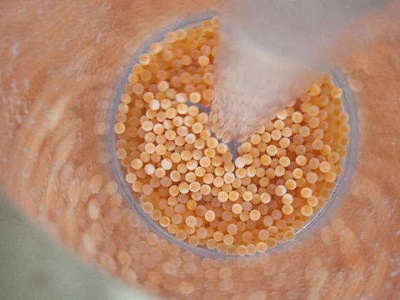 지난 1일 경북 영덕군 병곡면 경상북도 수산자원연구원 어류사육동에서 부화를 기다리고 있는 연어알. 부화가 이뤄지면 국내 회유 연어의 첫 완전 양식 성공 사례가 된다. 김정석 기자