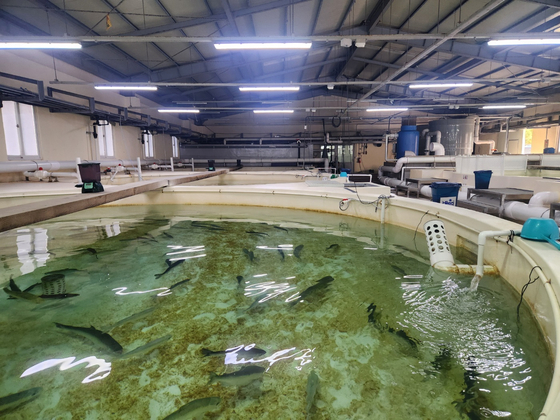 지난 1일 경북 영덕군 병곡면 경상북도 수산자원연구원 어류사육동에서 사육 중인 국내 회유 연어 모습. 김정석 기자