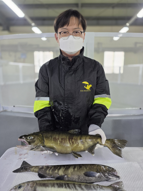 경북 영덕군 병곡면 경상북도 수산자원연구원 관계자가 어류사육동에서 사육 중인 국내 회유 연어 '첨연어'를 들어보이고 있다. 사진 경북수산자원연구원