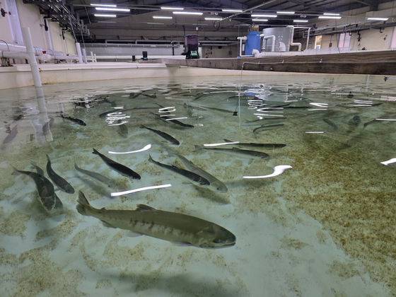 경북 영덕군 병곡면 경상북도 수산자원연구원에서 사육 중인 국내 회유 연어 '첨연어'의 모습. 사진 경북수산자원연구원