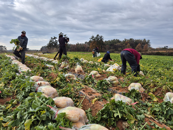 4일 오전 전남 영암군 도포면 한 무밭에서 베트남 국적 외국인 근로자들이 무 수확을 하고 있다. 황희규 기자