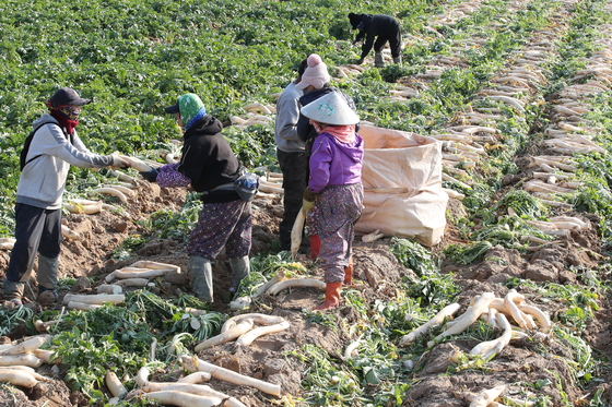 지난달 24일 오후 경북 고령군 개진면 들녘에서 농민과 외국인 계절근로자들이 단무지용 무를 수확하고 있다. 뉴스1