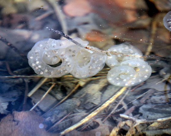 환경파괴 논란이 빚어진 KTX 천성산 터널 공사 현장. 공사 후 천성산 도롱뇽 생태에는 큰 변화가 없었다. [중앙포토]
