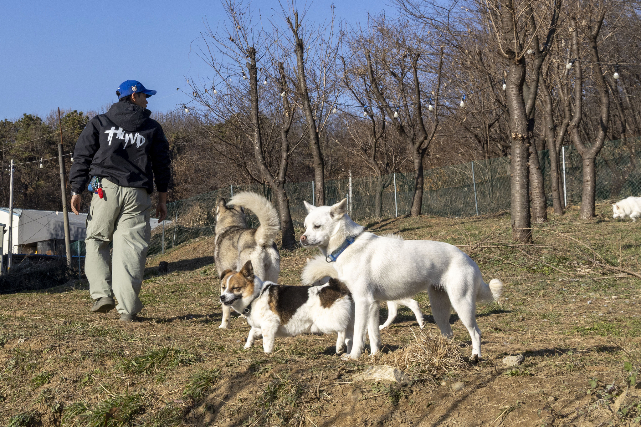 훈트의 아이들은 산책 외에도 펜스가 안전하게 설치된 뒷동산에서 오프리쉬(목줄없는 이동)로 맘껏 뛰어놀곤 한다. 장진영 기자