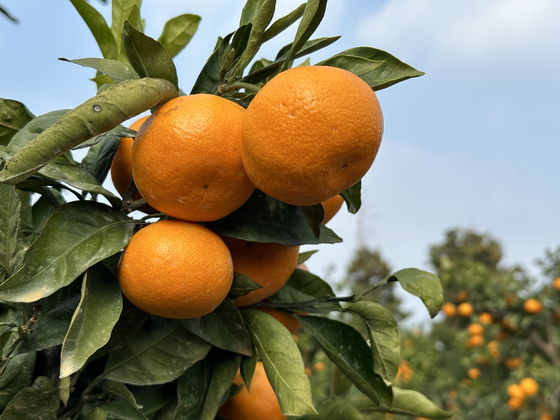 겨울철 국민 과일인 제주감귤 이미지. 최충일 기자