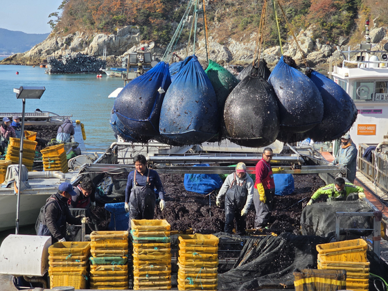 지난달 29일 오전 전남 완도군 당인리 위판장에서 외국인 근로자들이 김 채취선에 올라 물김을 나눠담는 작업을 하고 있다. 최경호 기자 