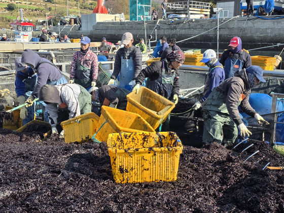 지난달 29일 오전 전남 완도군 당인리 위판장에서 외국인 근로자들이 김 채취선에 올라 물김을 나눠담는 작업을 하고 있다. 최경호 기자 