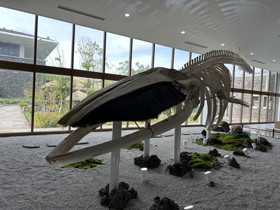 지난 12일 찾은 제주도 민속자연사박물관에 전시 중인 실제 브라이드 고래의 뼈대. 최충일 기자